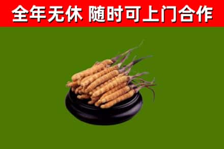 立山回收散虫草
