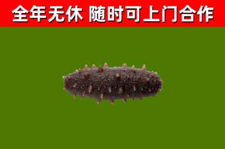 立山回收海参干
